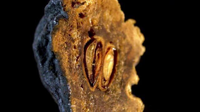Rotating Organic Texture: Internal Dried Pear Section, shriveled organic surface, botanical desiccation details.