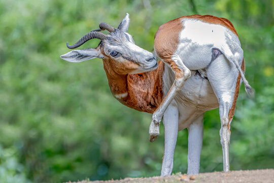 Addra Gazelle scratching its hind leg a genuine natural animal behavior a vibrant green backdrop