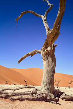 Ancient Camel Thorn Tree In Deadvlei, Namibia