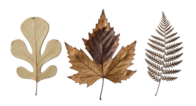 three dried leaves on a stem