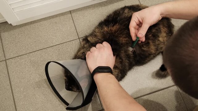 The man holds the cat and cleans the wound with a syringe. A pet in an Elizabethan collar. Rabies vaccine. The pet is nervous. Medical procedures for the treatment of cats. High quality 4K footage.