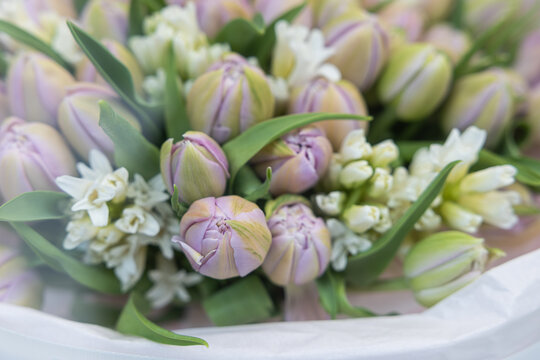 Close-up of lavender tulips with green veins and white hyacinths