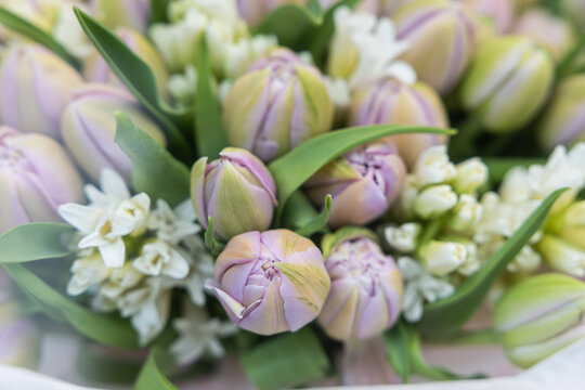 Close-up of lavender tulips with green veins and white hyacinths