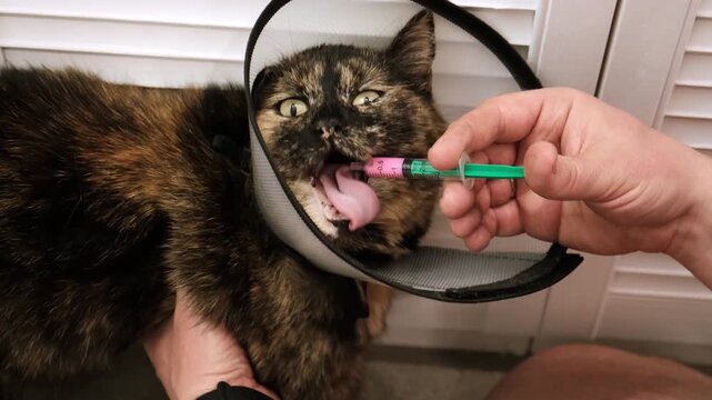 Close-up cat while owner gives a pink drug by insert syringe into back corner of mouth and slowly dispense the medication. Pet in Elizabethan collar on neck. Animal treatment. High quality 4k footage.