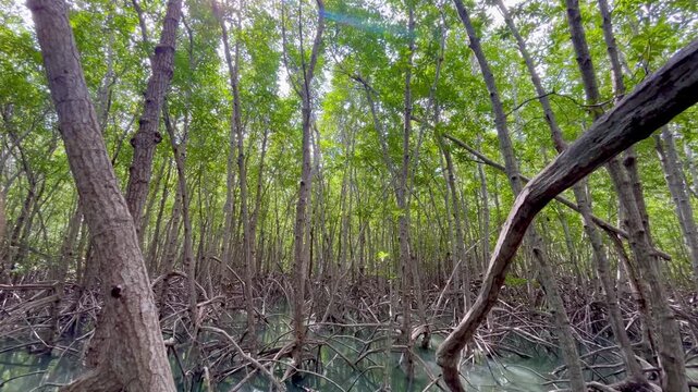 Natural tree mangrove forest