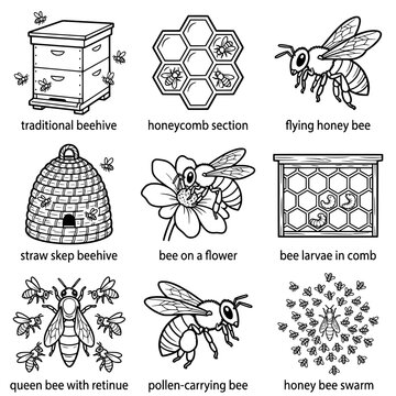 Detailed Illustration of Bees Beehives and Honeycomb Sections.