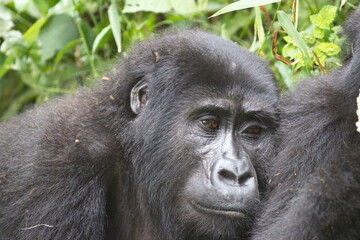 Obraz premium Close-up of a young mountain gorilla in lush Ugandan forest, showing thoughtful expression and natural habitat—ideal for wildlife conservation, education, and eco-tourism content.