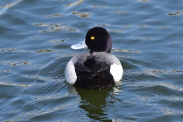 Fototapeta premium Waterfowl at the waatewater