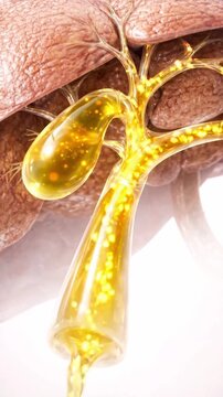 Gallbladder bile duct medical anatomy liver digestive system biliary tract organ, 3d render illustration showing golden bile flow near liver with branching biliary channel for healthcare education