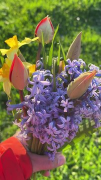 Fresh Spring Blossoms in Hand Against a Lush Green Grass Background