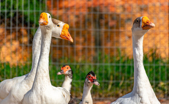 gansos e patos