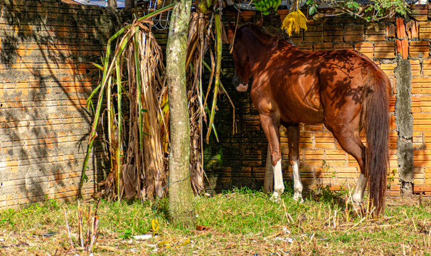 cavalo marrom