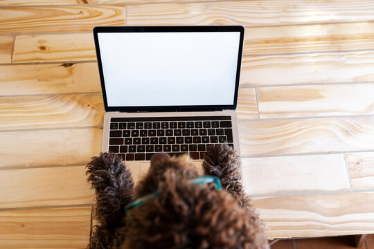 Dog working on laptop learning about remote work