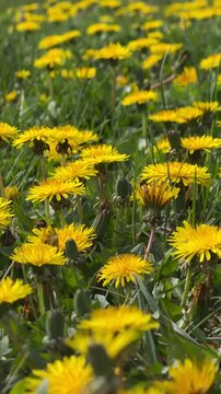Close-up of Dandelion Blossoms in a Vibrant Summer Meadow