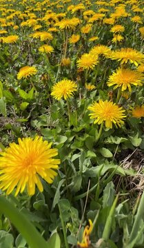 Taraxacum Officinale Flowers Blooming in the Wildness