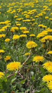 Beautiful Natural Landscape with Countless Yellow Wildflowers