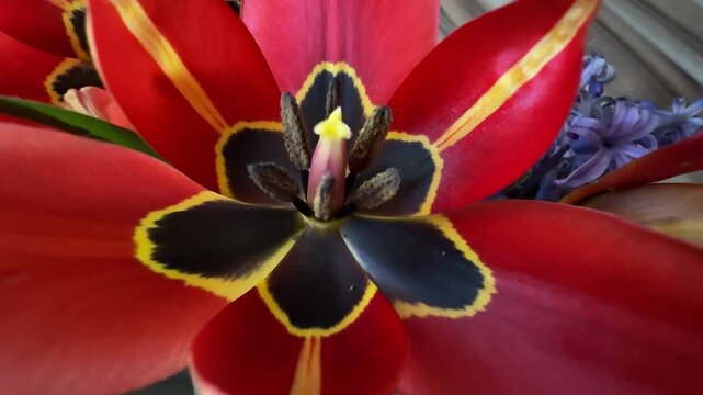 Beautiful Spring Tulip Blooming with Bright Red Petals and Dark Core