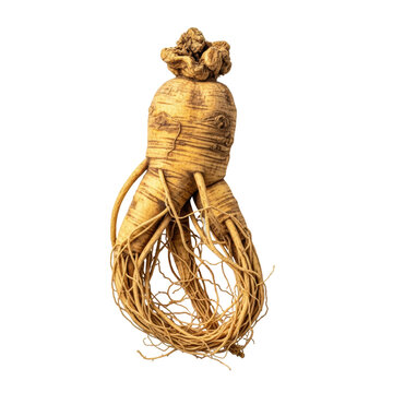 an extreme macro close-up shot of a single, premium, dried panax ginseng root, showing deep furrows, fine rootlets, and earthy tones, isolated on a transparent background. clinical botanical study