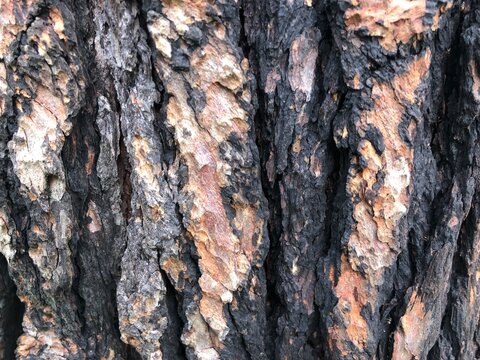 Close-up weathered Rough charred pine tree bark texture burnt black natural wood deep vertical furrows and ridges