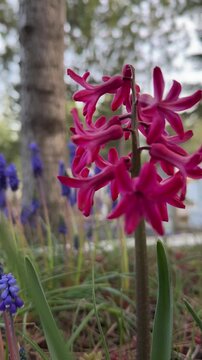 Close-up of wine-colored garden hyacinths.