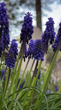 Elegant Purple Hyacinth Flowers | Nature in Vertical Frame