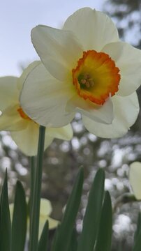 Garden daffodils, wonderful close-up details and impressive creation.