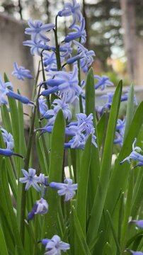 Close-up of blue garden hyacinths.