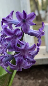 Close-up of dark purple garden hyacinths.