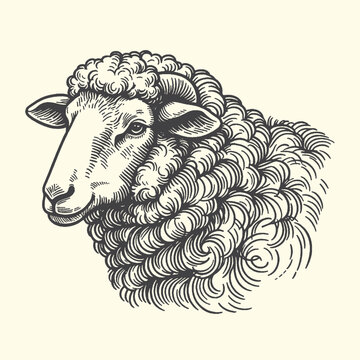 Sheep head and wool graphic illustration livestock agriculture countryside wildlife illustration engraving stylized blackandwhite monochrome detailed linedrawing graphicresource category
