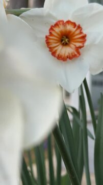 Garden daffodils, wonderful close-up details and impressive creation.