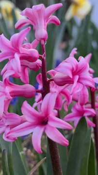 Close-up of purple garden hyacinths.