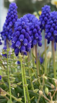 Vibrant Purple Hyacinths &ndash; Aesthetic Floral Visual