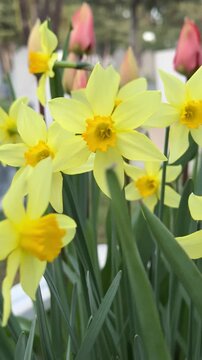 Garden daffodils, wonderful close-up details and impressive creation.