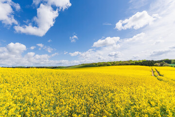 Fototapeta premium Vast yellow blooming rapeseed field panorama with rolling hills on Rügen Island under blue sky