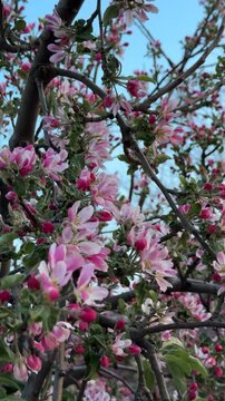 A vertical format of an apple tree and the beauty of the spring texture of its blossoms.