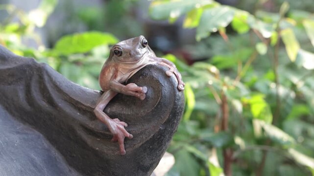Footage Dumpy frog "litoria caerulea" close-up on wood,Exotic green tree frog resting on branch in tropical nature