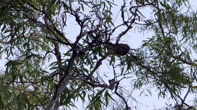Wild possum climbing through tree canopy at Smalleys Beach, Cape Hillsborough, Queensland. Tropical coastal forest wildlife scene in natural habitat near the Pacific Ocean.
