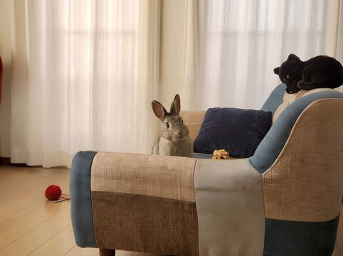 ソファーから顔を出す灰色のうさぎ