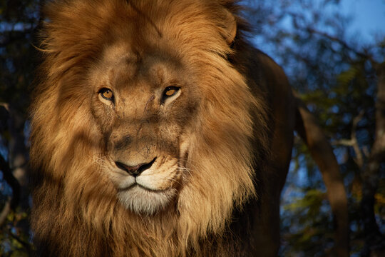 Majestic African Lion In The Wild