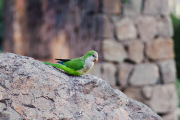 Monk Parakeet in park © kamilpphotos