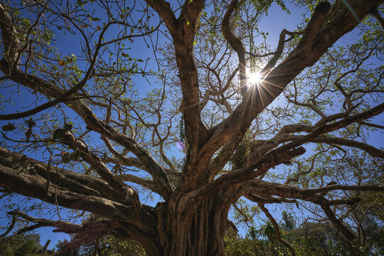 Giant Ficus sycomorus tree in Jan Tekel Park in Gondar, Ethiopia 