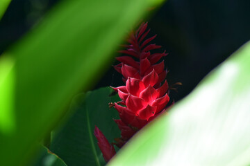 Plante exotique dans une forêt luxuriante des antilles avec des couleurs vives © Goulven