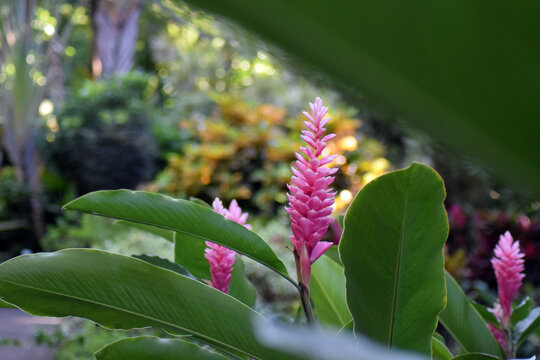 Plante exotique dans une for&ecirc;t luxuriante des antilles avec des couleurs vives