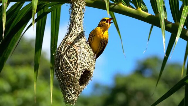 Bright yellow weaver bird interacting with its nest, hanging from palm tree branches against a blue sky