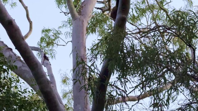 Wild possum climbing through tree canopy at Smalleys Beach, Cape Hillsborough, Queensland. Tropical coastal forest wildlife scene in natural habitat near the Pacific Ocean.
