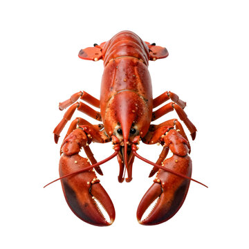 Overhead view of a cooked red lobster with water droplets against a black backdrop