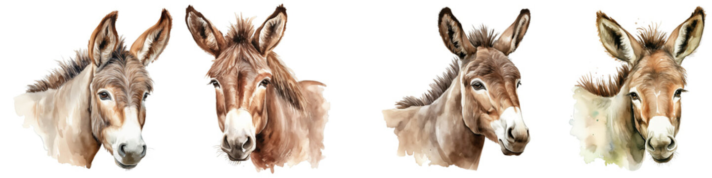 Portraits of donkeys with long ears isolated on a solid black background