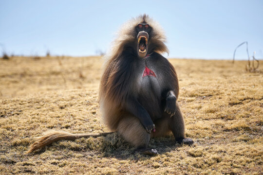 Male Gelada baboon yawning and showing teeth in the Simien Mountains, Ethiopia