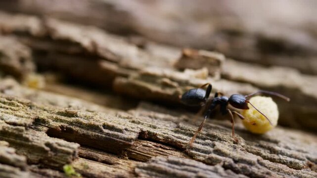 Closeup Of Ant With Seed On Tree Bark. Detailed Macro Shot Of Ant Carrying Seed Across Textured Wood