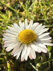 Fototapeta premium close up of white daisy